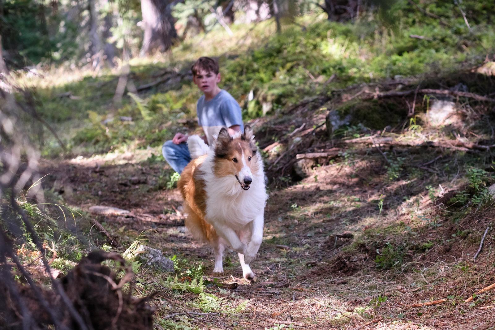 Produktbild Lassie - Ein neues Abenteuer 11 von 12
