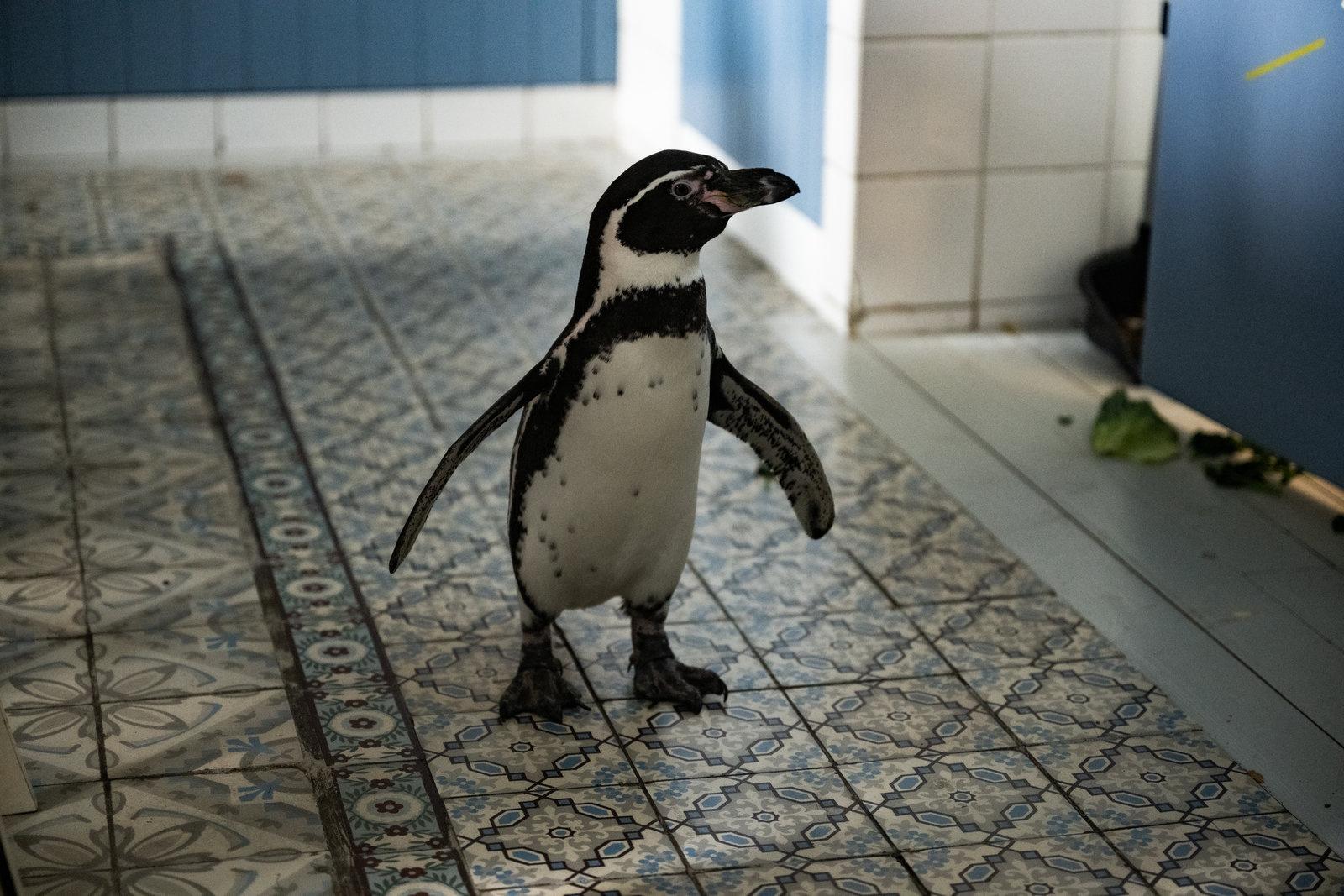 Produktbild Die Chaosschwestern und Pinguin Paul 4 von 9