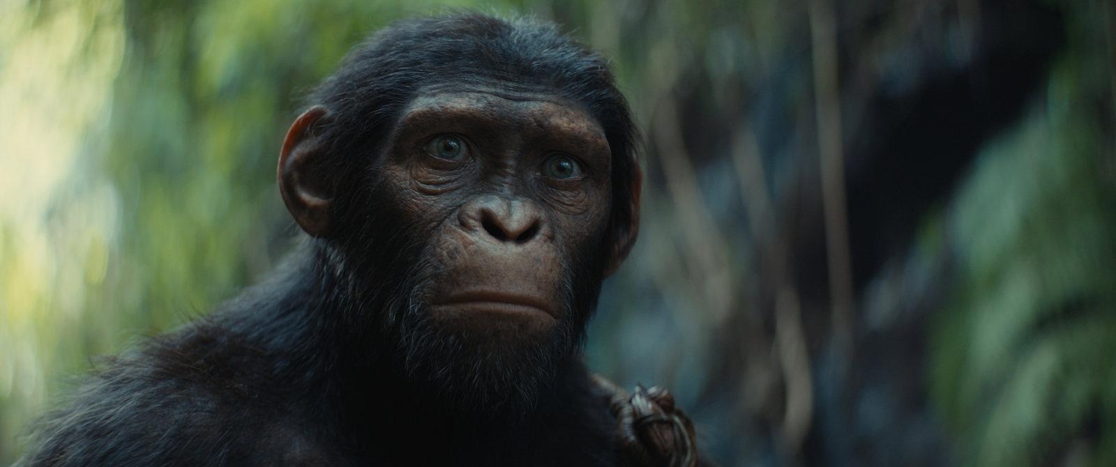 Produktbild Planet der Affen - New Kingdom  (4K Ultra HD) (+ Blu-ray) 6 von 11