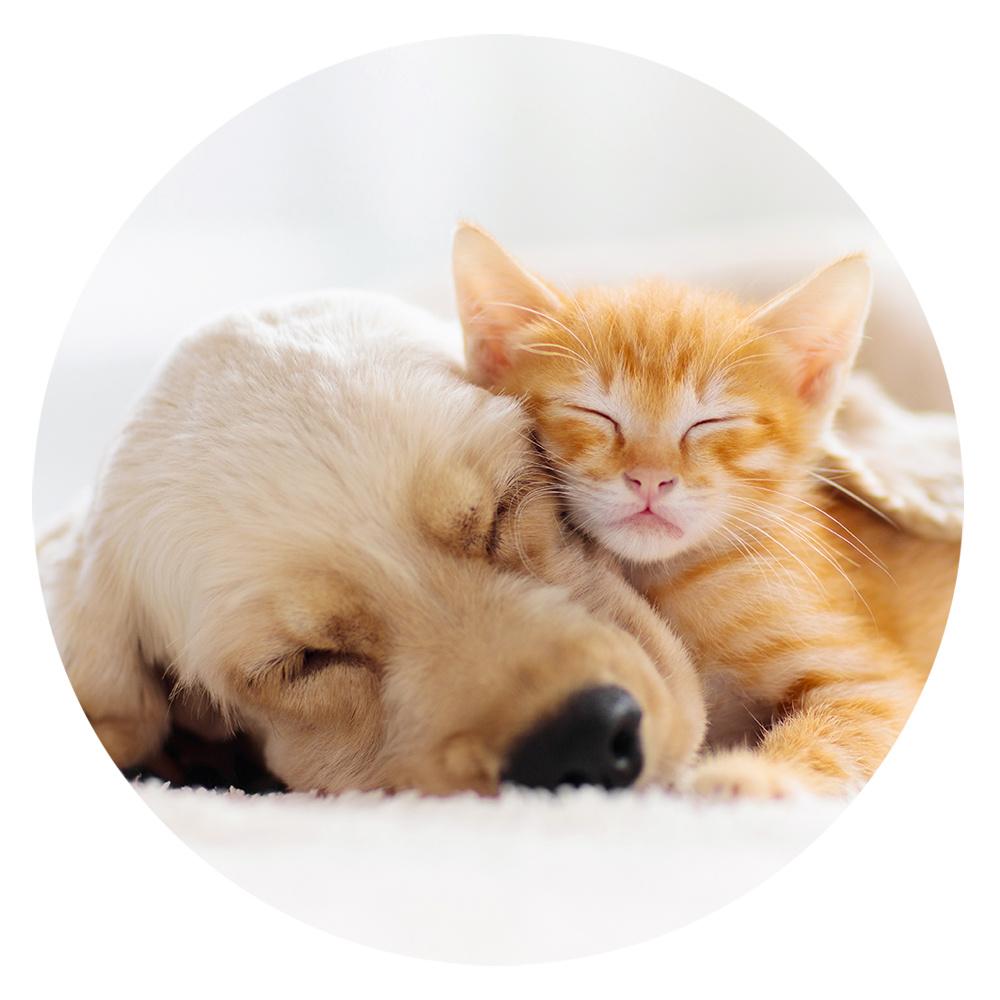 POPSOCKETS BASIC CAT&DOG