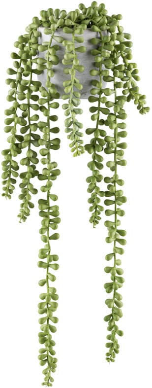 CREATIVE GREEN Sedum Gras