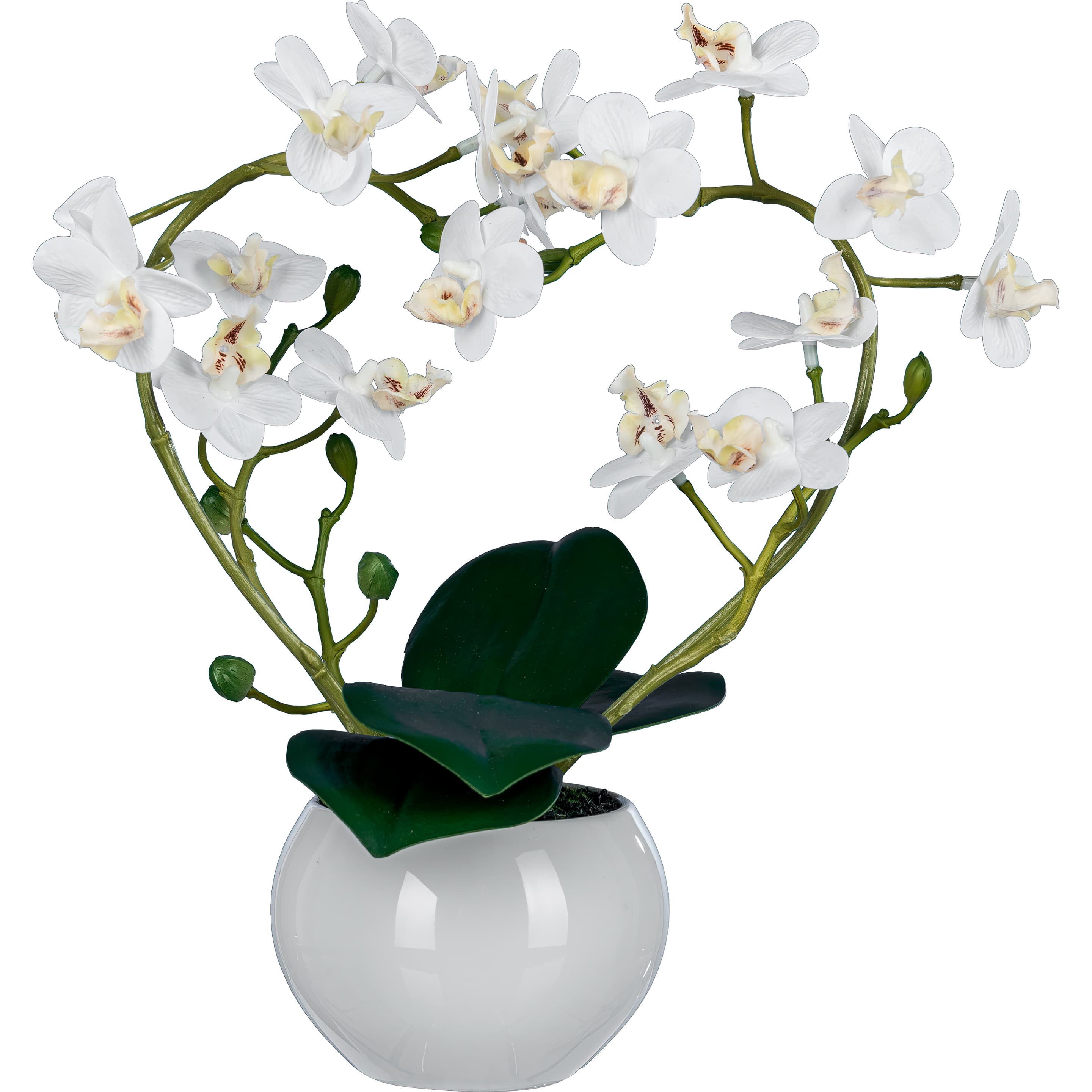 CREATIVE GREEN Phalaenopsis in Herzbogen