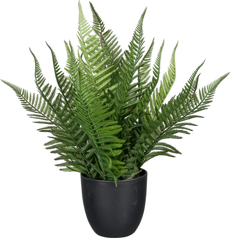 CREATIVE GREEN Farn im Topf