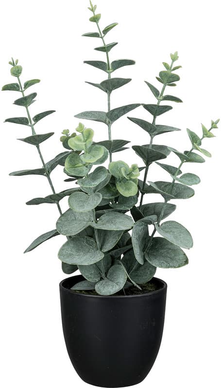 CREATIVE GREEN Eukalyptus