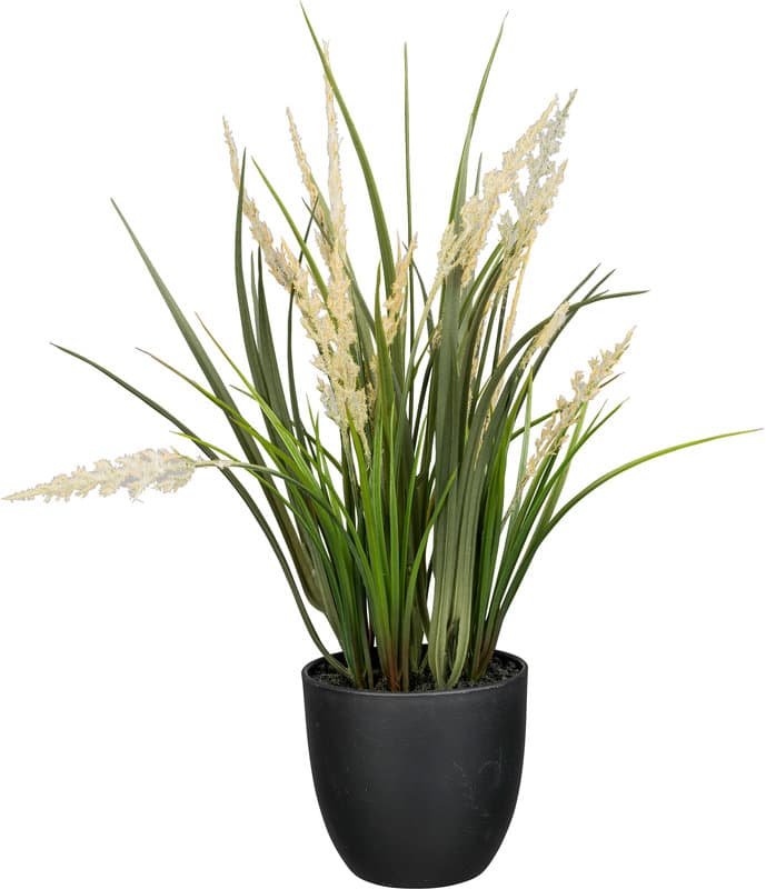 CREATIVE GREEN Gras im Topf