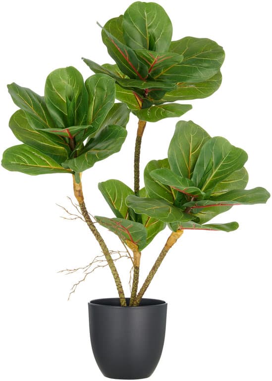 CREATIVE GREEN Ficus Iyarta