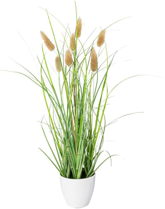 CREATIVE GREEN Lagurus