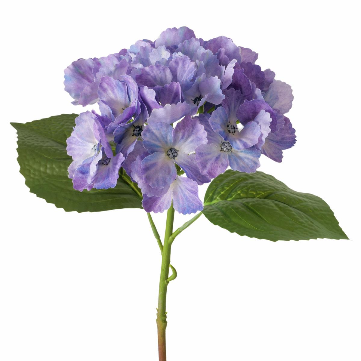 Boltze Stielblume Hortensie