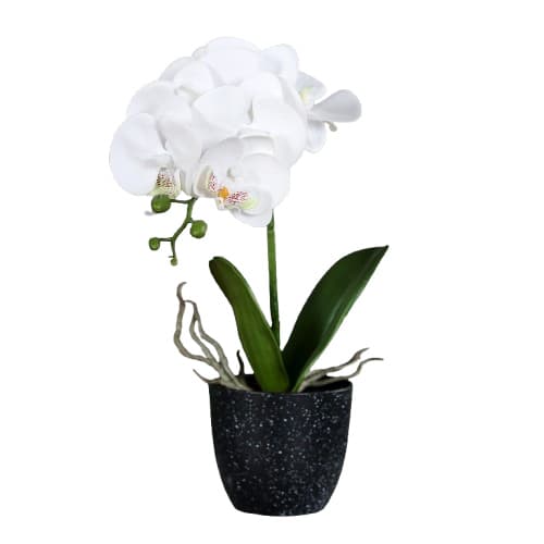Orchidee im Topf