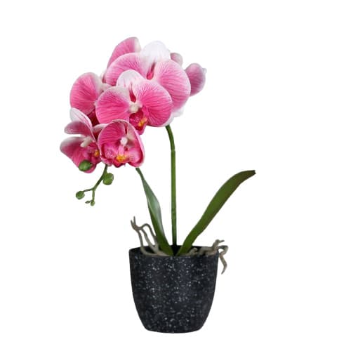 Orchidee im Topf