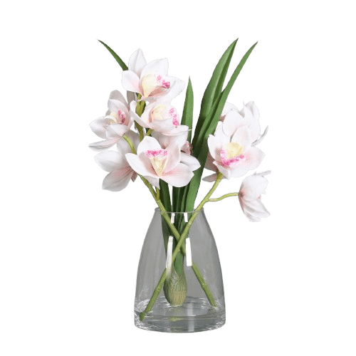 Orchidee Cymbidien
