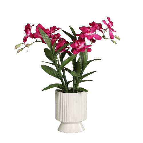 Orchidee Dendrobie