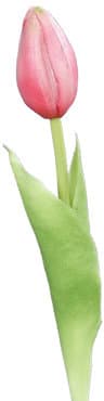 Kunstblume Tulpe Mini