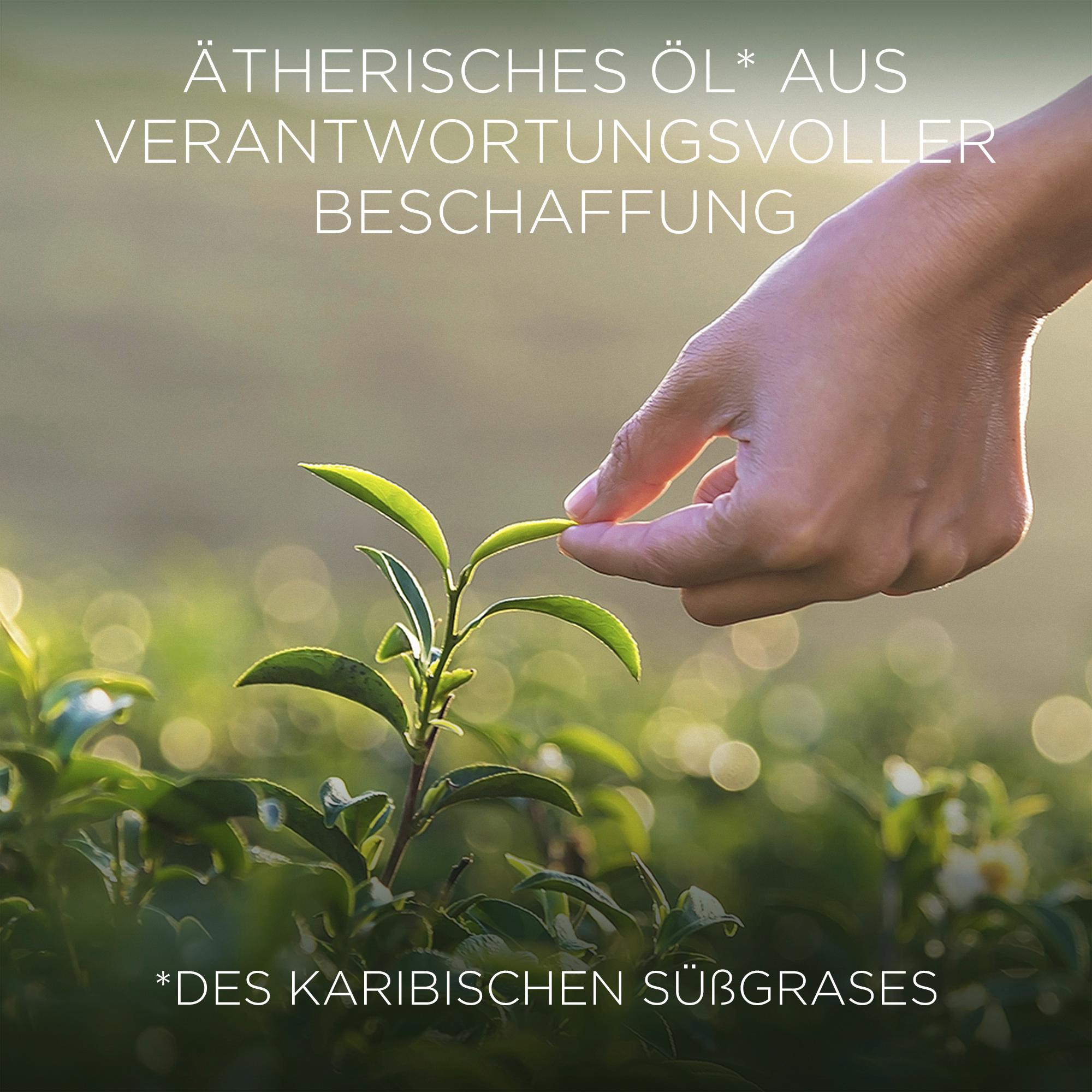 Produktbild Air Wick Botanica Duftkerze Karibisches Süßgras&Sandelholz 3 von 8