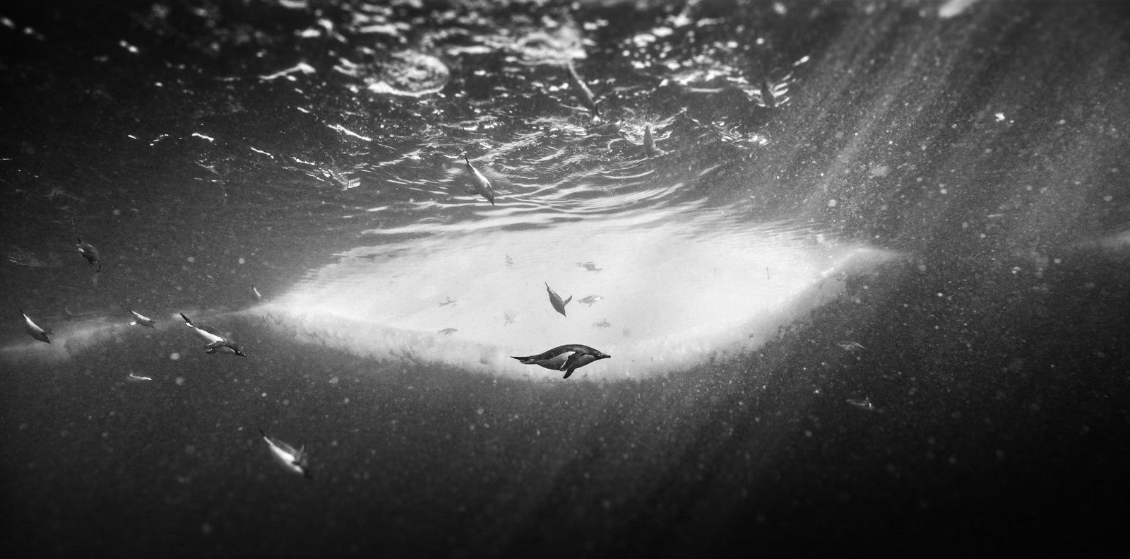 Produktbild Rückkehr zum Land der Pinguine 3 von 8