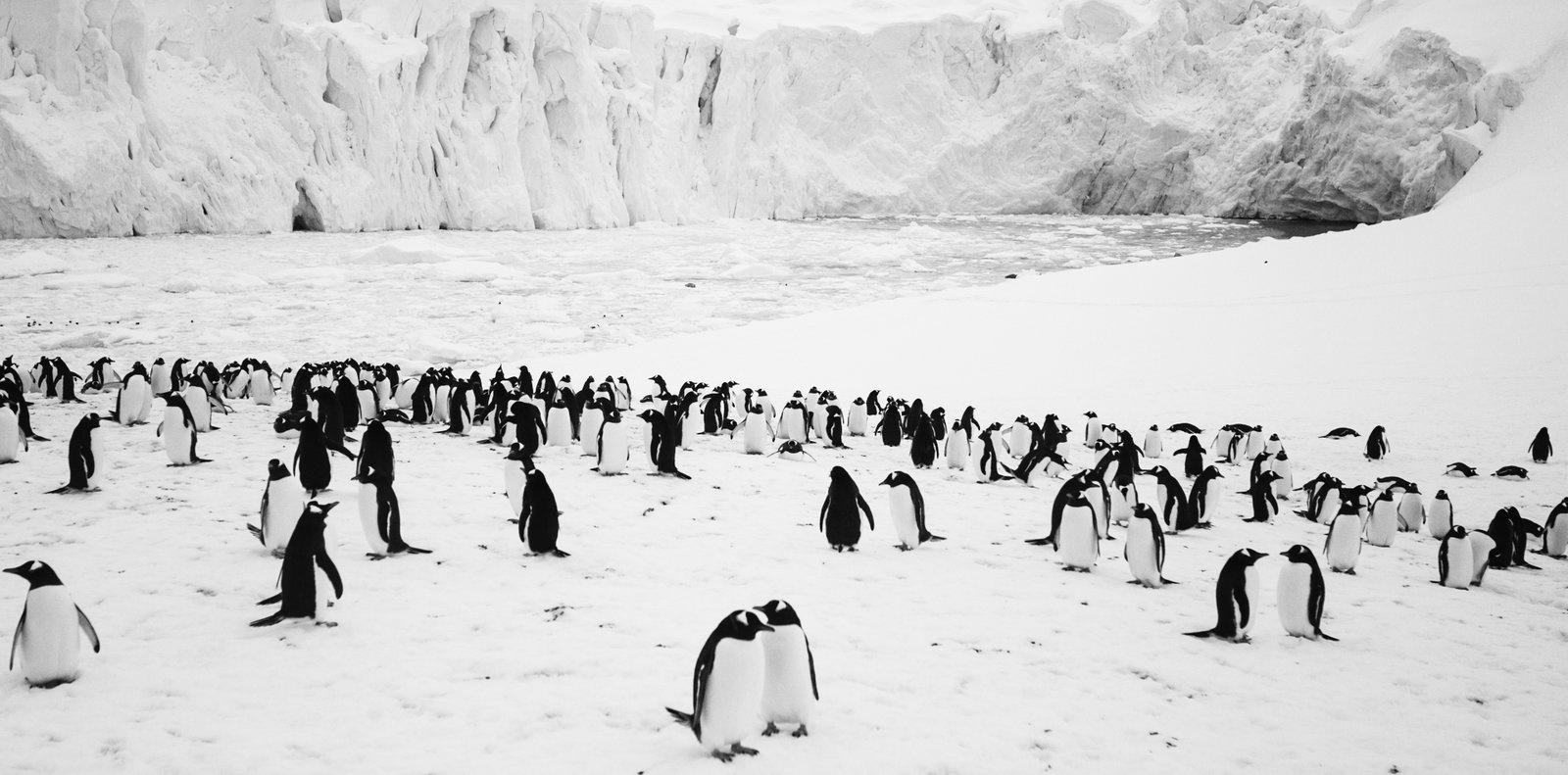 Produktbild Rückkehr zum Land der Pinguine 4 von 8