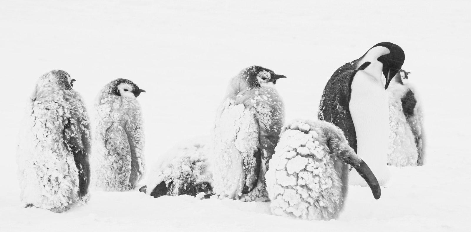 Produktbild Rückkehr zum Land der Pinguine 6 von 8