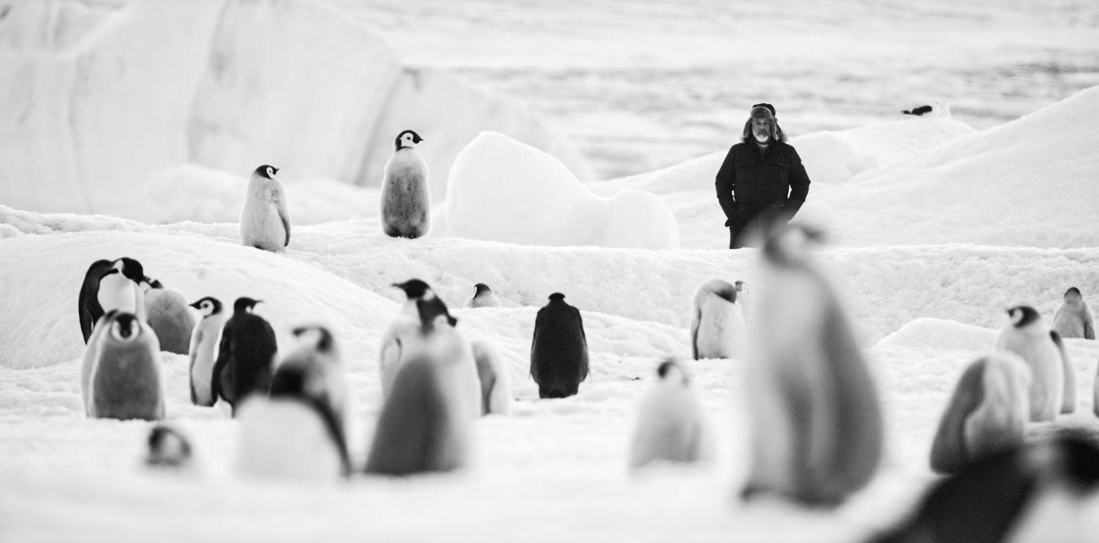 Produktbild Rückkehr zum Land der Pinguine 7 von 8