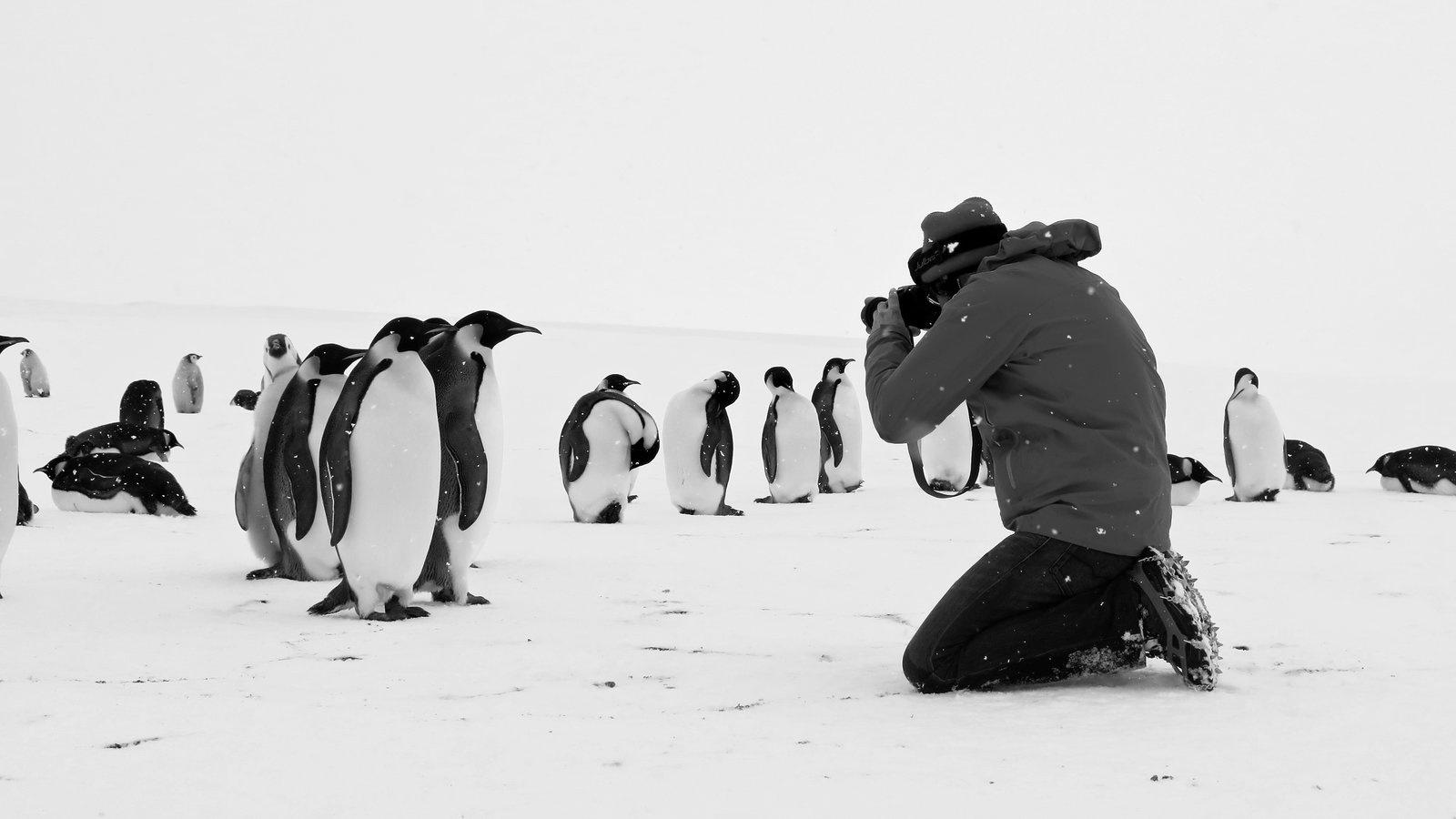 Produktbild Rückkehr zum Land der Pinguine 8 von 8