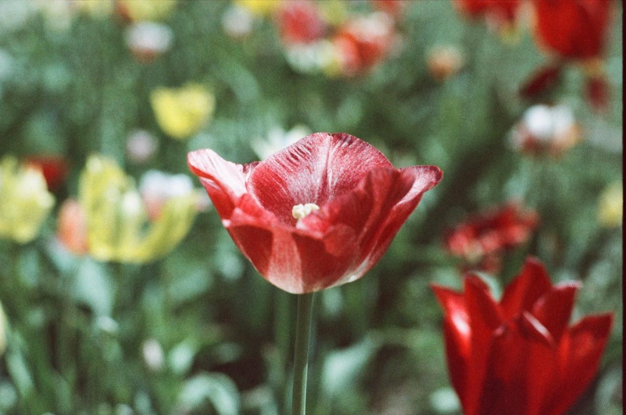 Produktbild originalWOLFEN Classic Color Negativ Film NC500-36 4 von 7