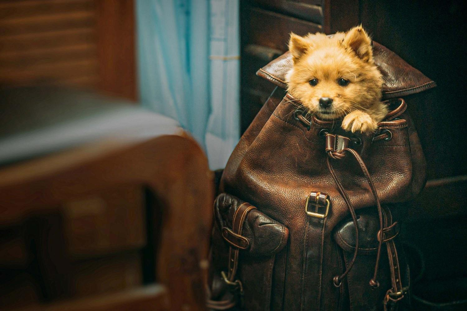 Produktbild Hachiko - Eine Freundschaft für die Ewigkeit! (2023) 3 von 7