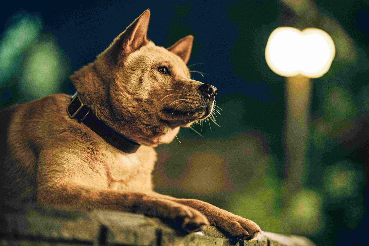 Produktbild Hachiko - Eine Freundschaft für die Ewigkeit! (2023) 5 von 7
