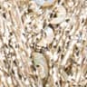 gold - 300