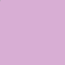 Wild Orchid