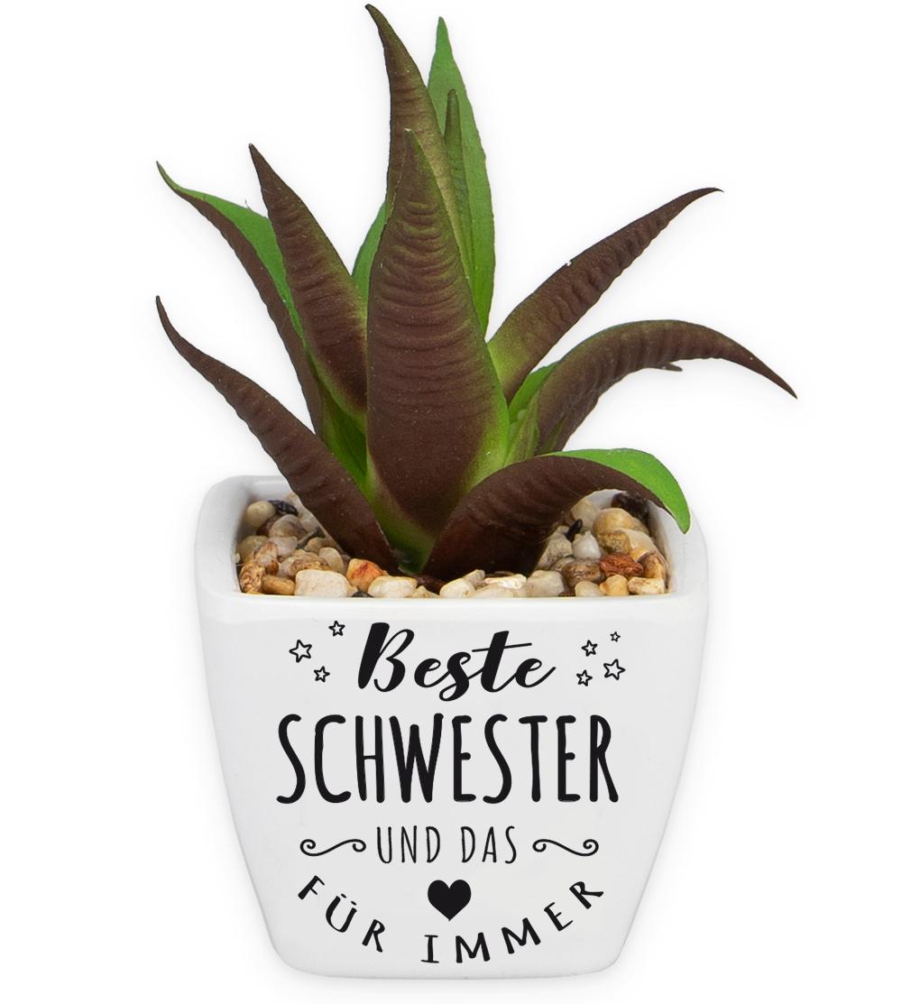 H&H Sukkulenten - Schwester