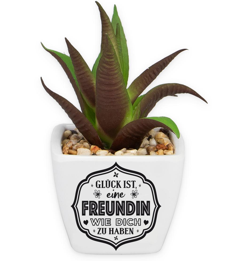 H&H Sukkulenten - Freundin