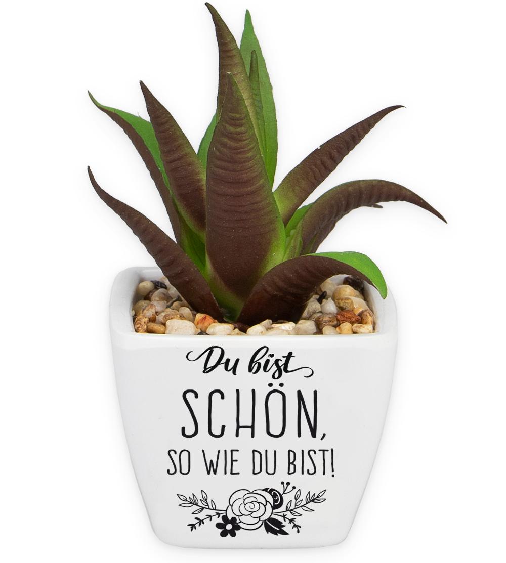 H&H Sukkulenten - Du bist schön