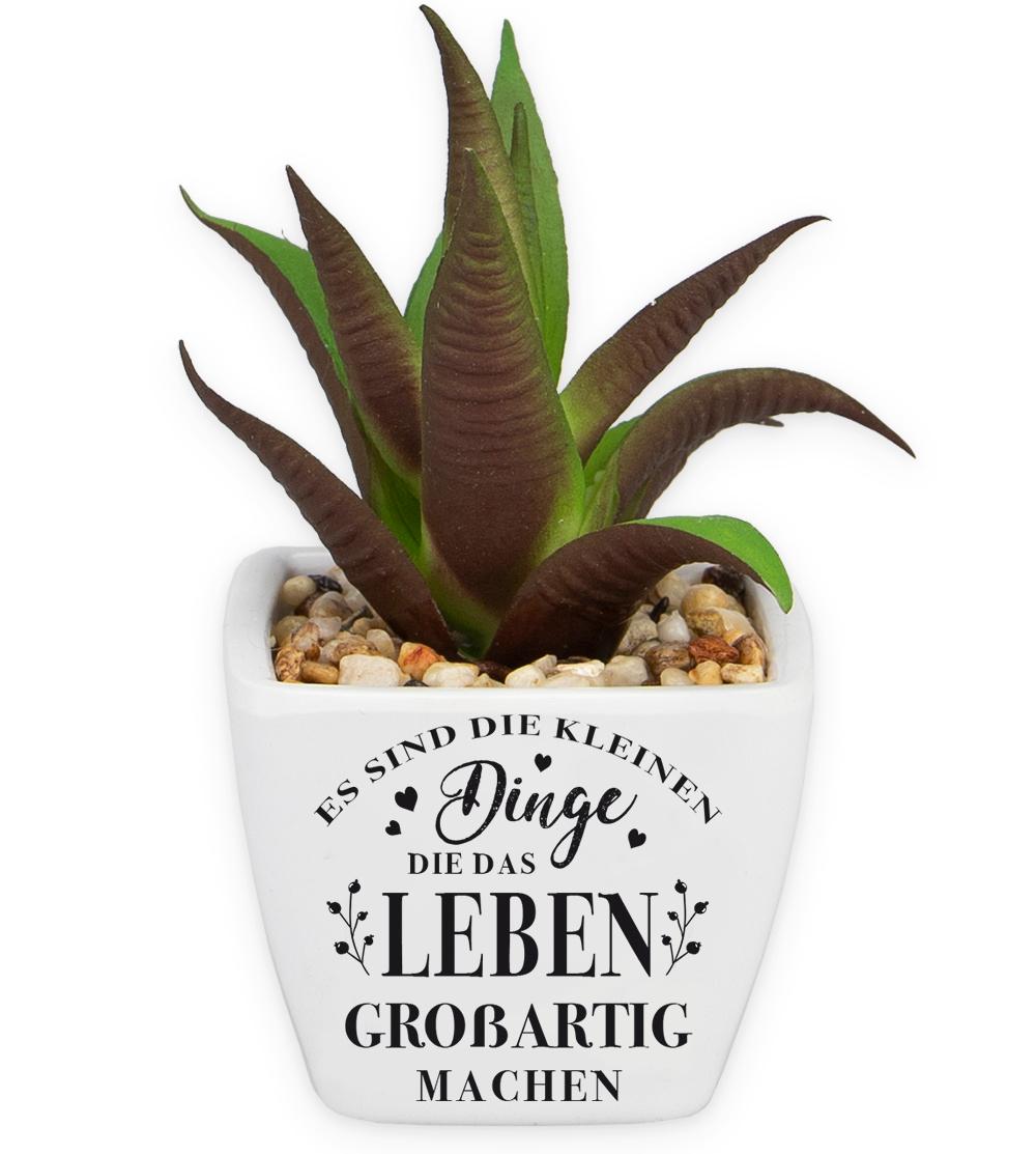 H&H Sukkulenten - Es sind die…
