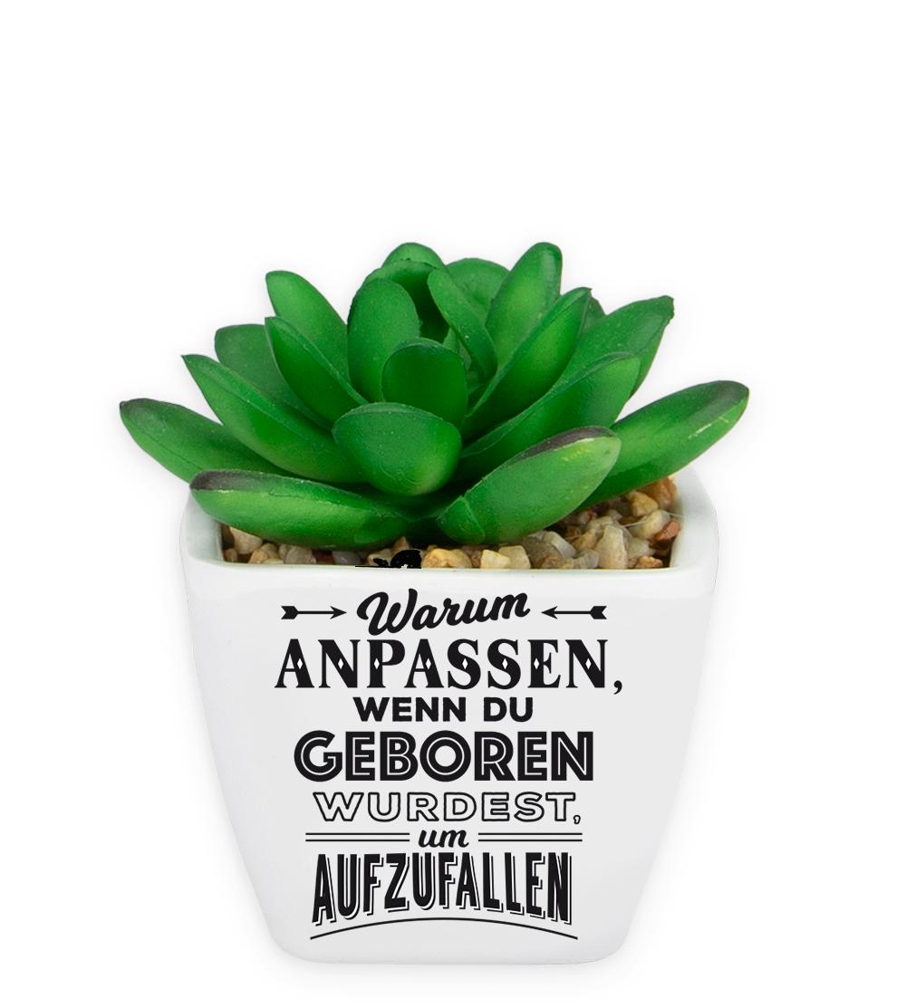 H&H Sukkulenten - Warum anpassen…