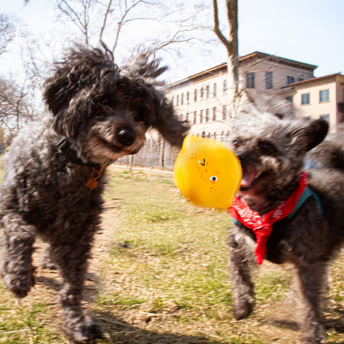 Kikkerland Kobe Hundespielzeug Lemon