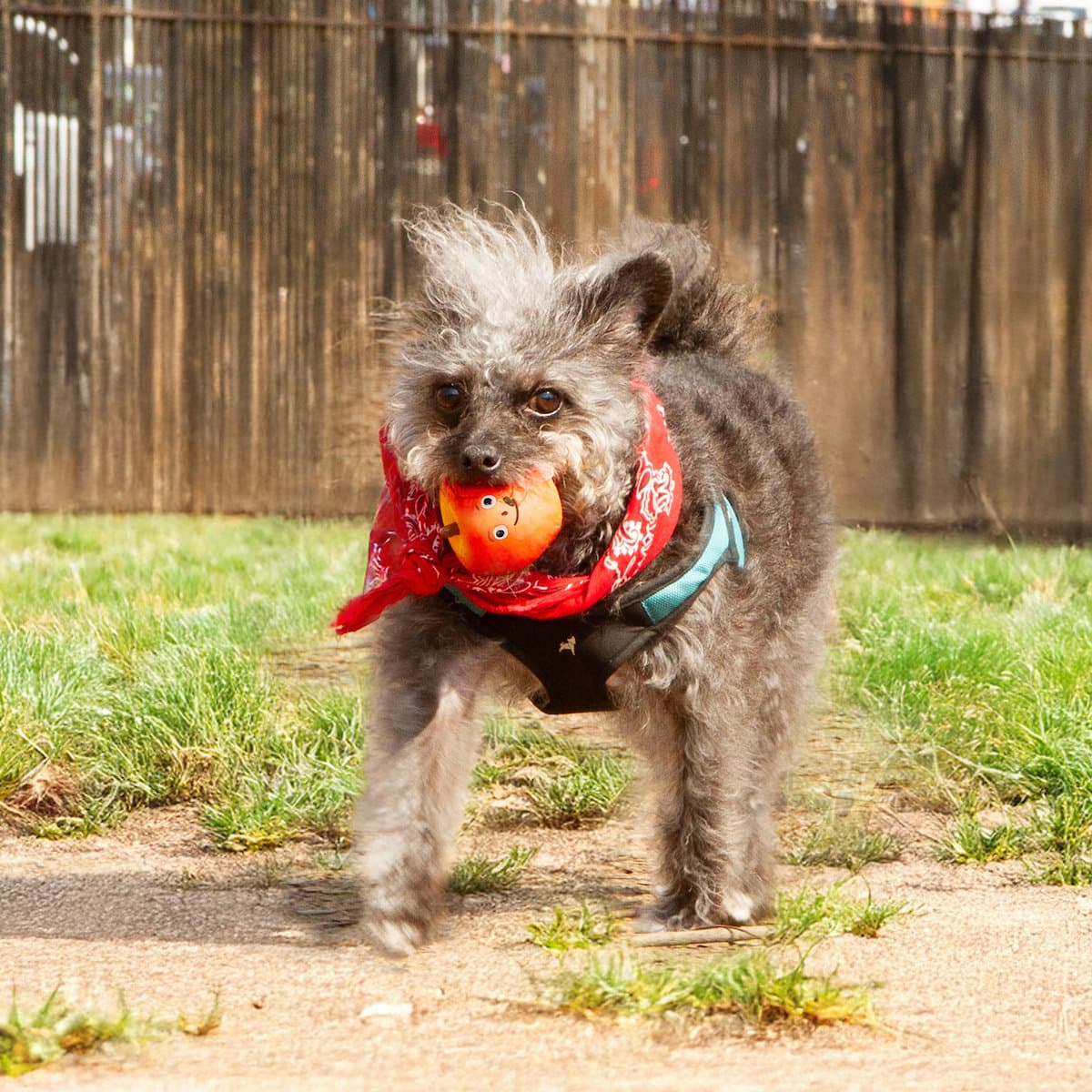 Kikkerland Kobe Hundespielzeug Apple