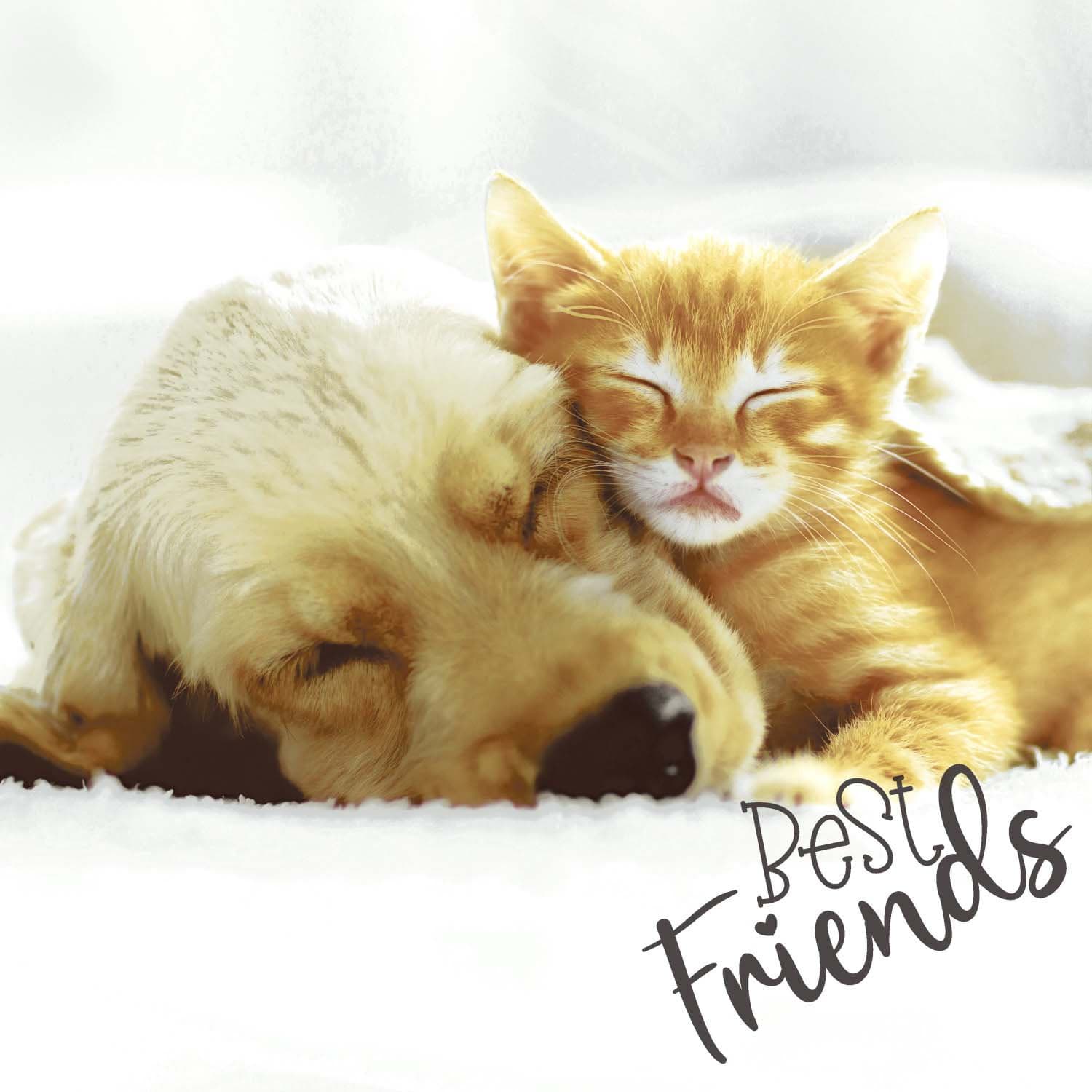 Paper + Design Servietten Dog & Cat 33x33cm