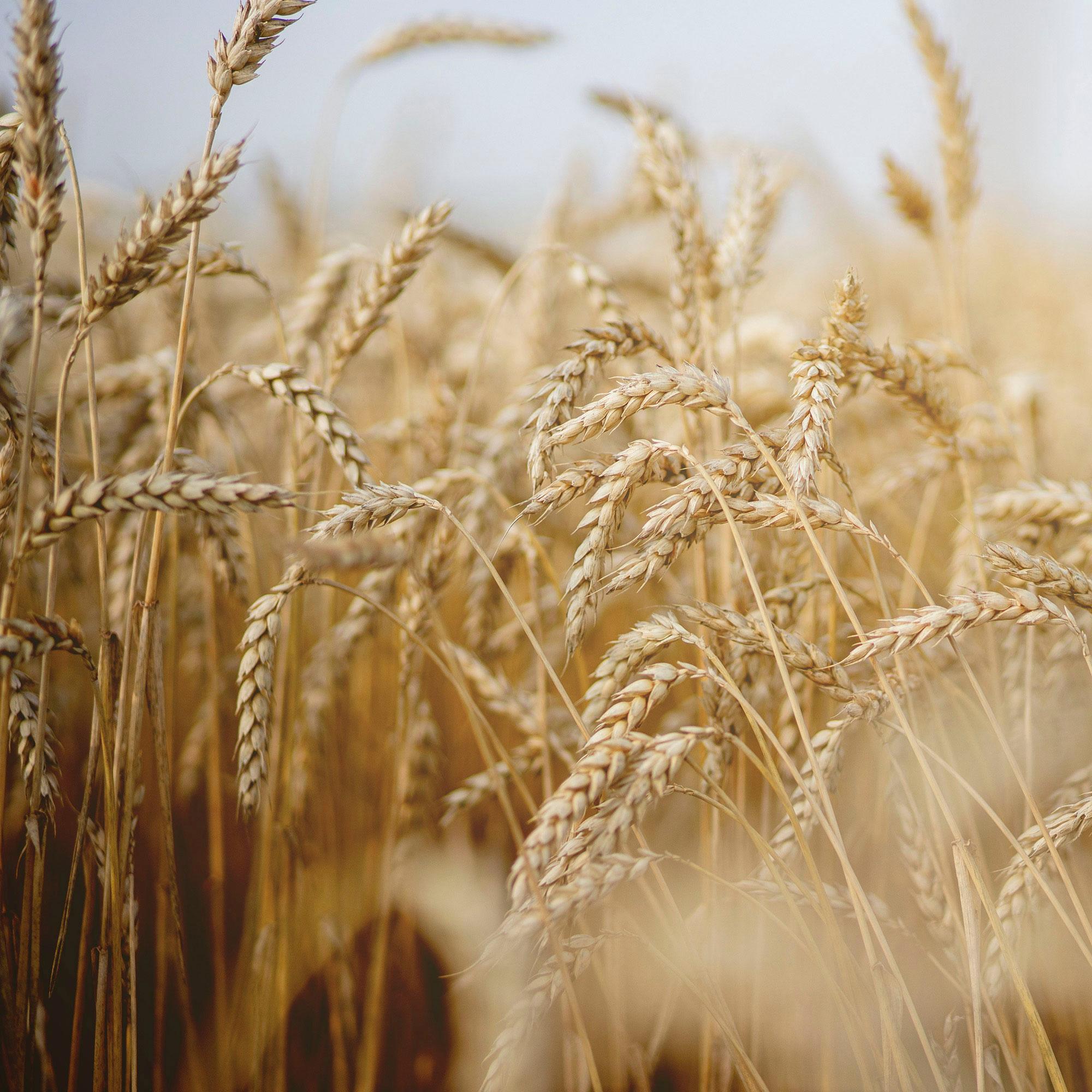 Produktbild RAUSCH Nährkur Weizenkeim 4 von 5