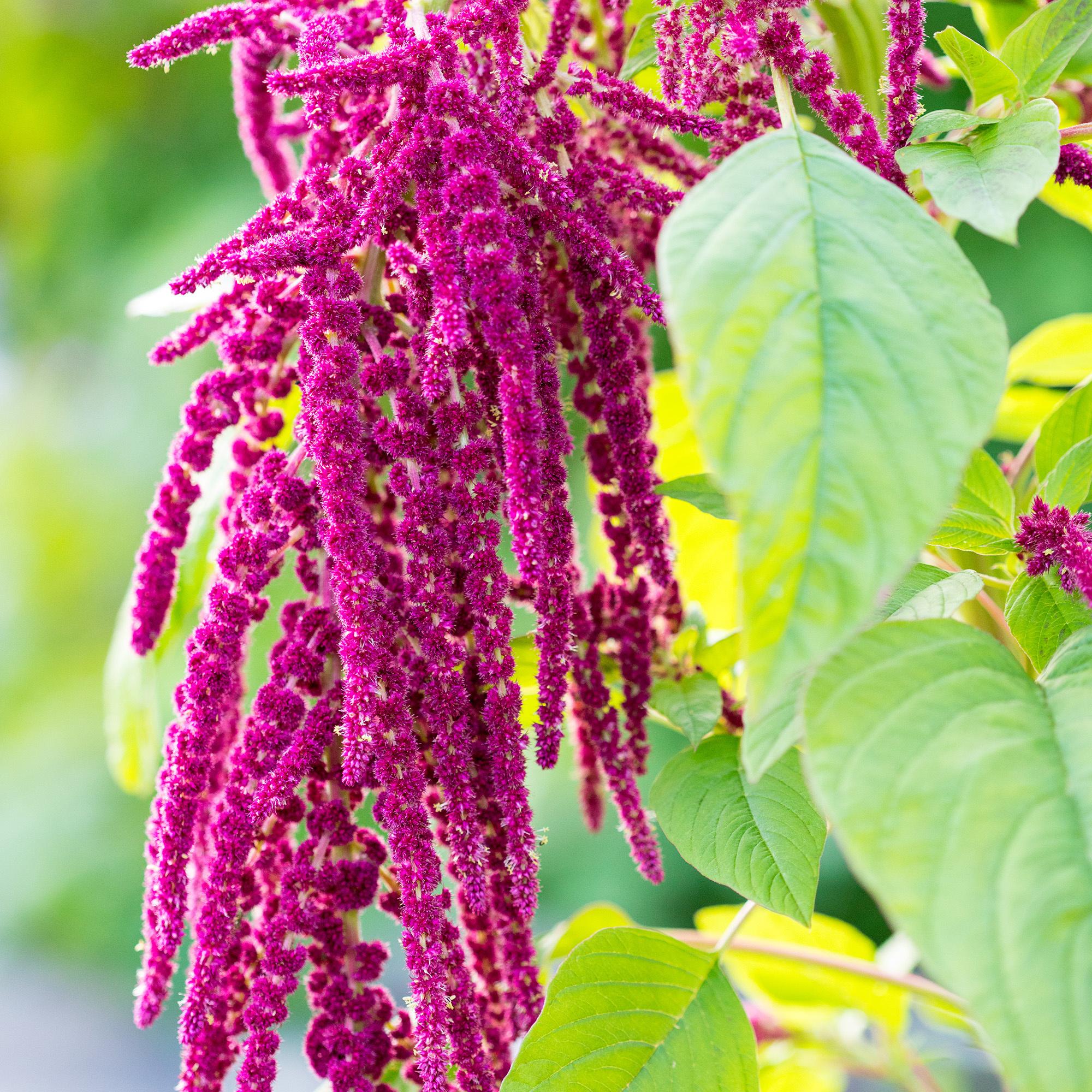 Produktbild RAUSCH Repair-Conditioner mit Amaranth 4 von 4