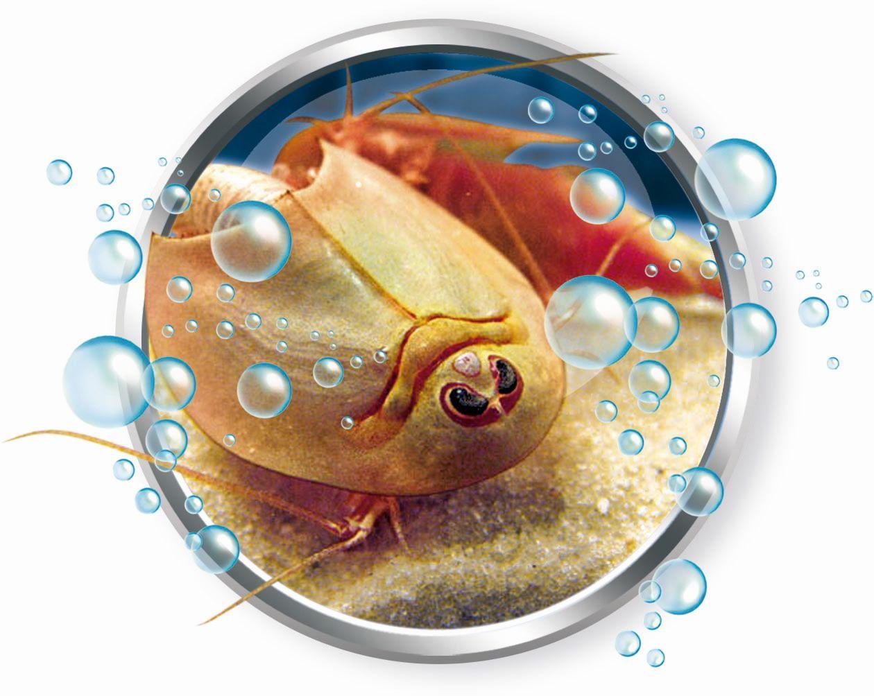 Produktbild Clementoni - Galileo - Original Triops Maxi de Luxe 5 von 7