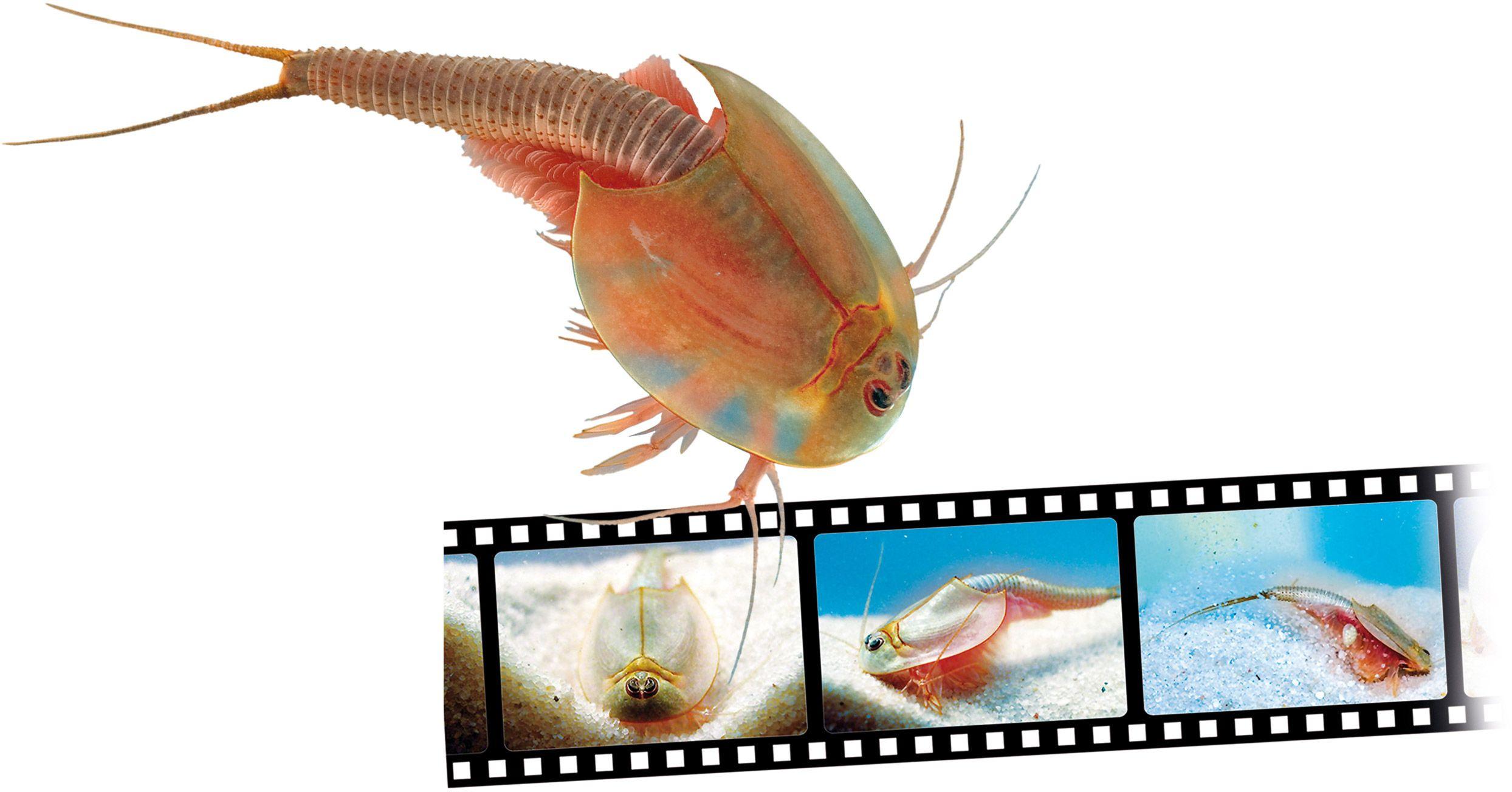 Produktbild Clementoni - Galileo - Original Triops Starter Set 3 von 7