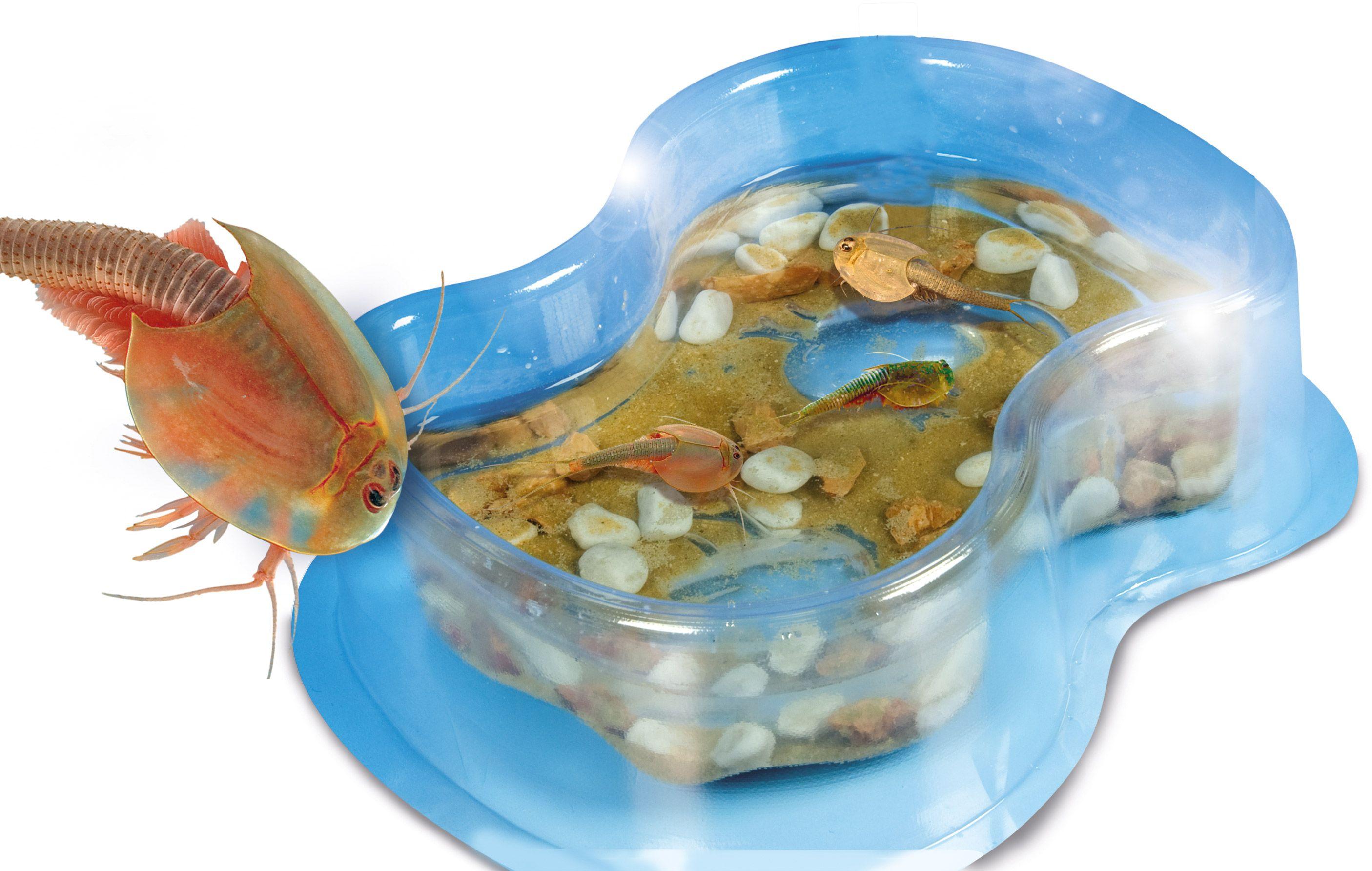 Produktbild Clementoni - Galileo - Original Triops Starter Set 5 von 7