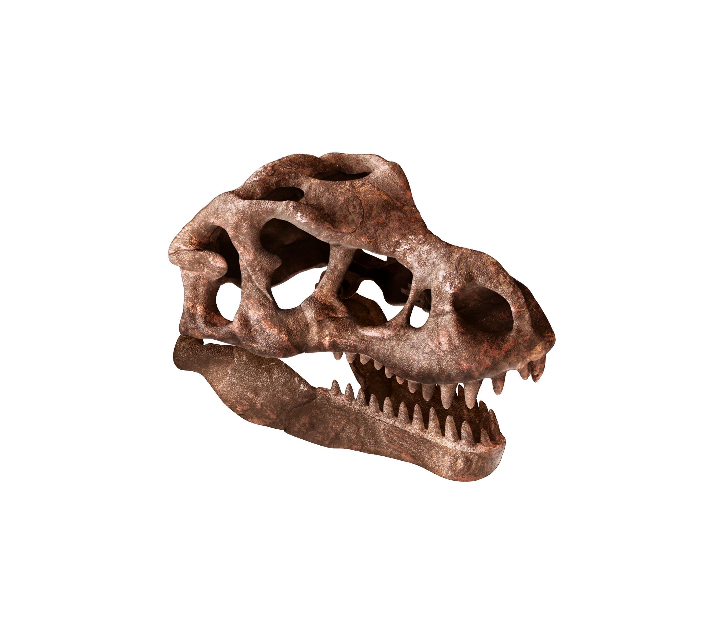 Produktbild Clementoni - GALILEO Ausgrabungs-Set Riesenschädel T-Rex 59445 2 von 6