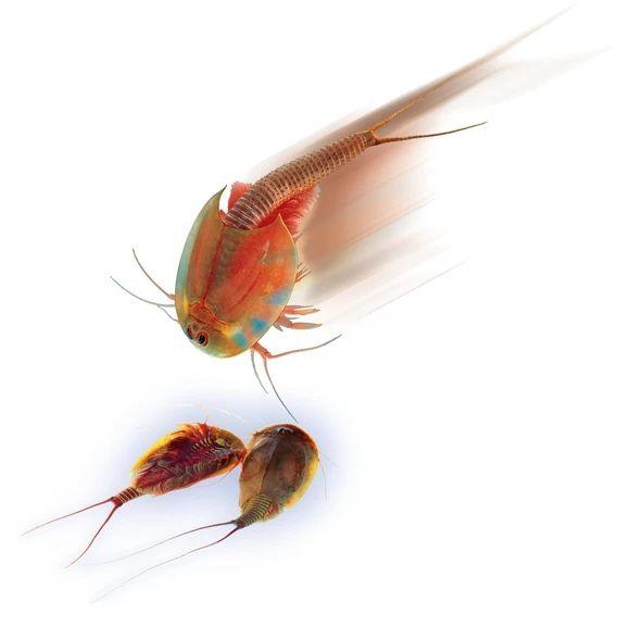 Produktbild Clementoni - Galileo - Original Triops - Nachfüllset 3 von 5