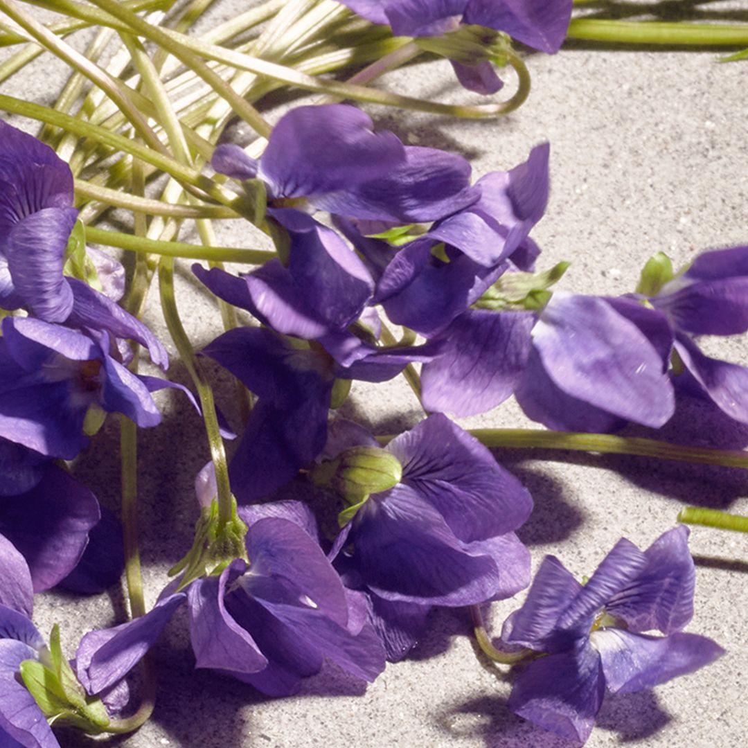 Produktbild DOLCE&GABBANA Dolce Violet Eau de Toilette 6 von 8