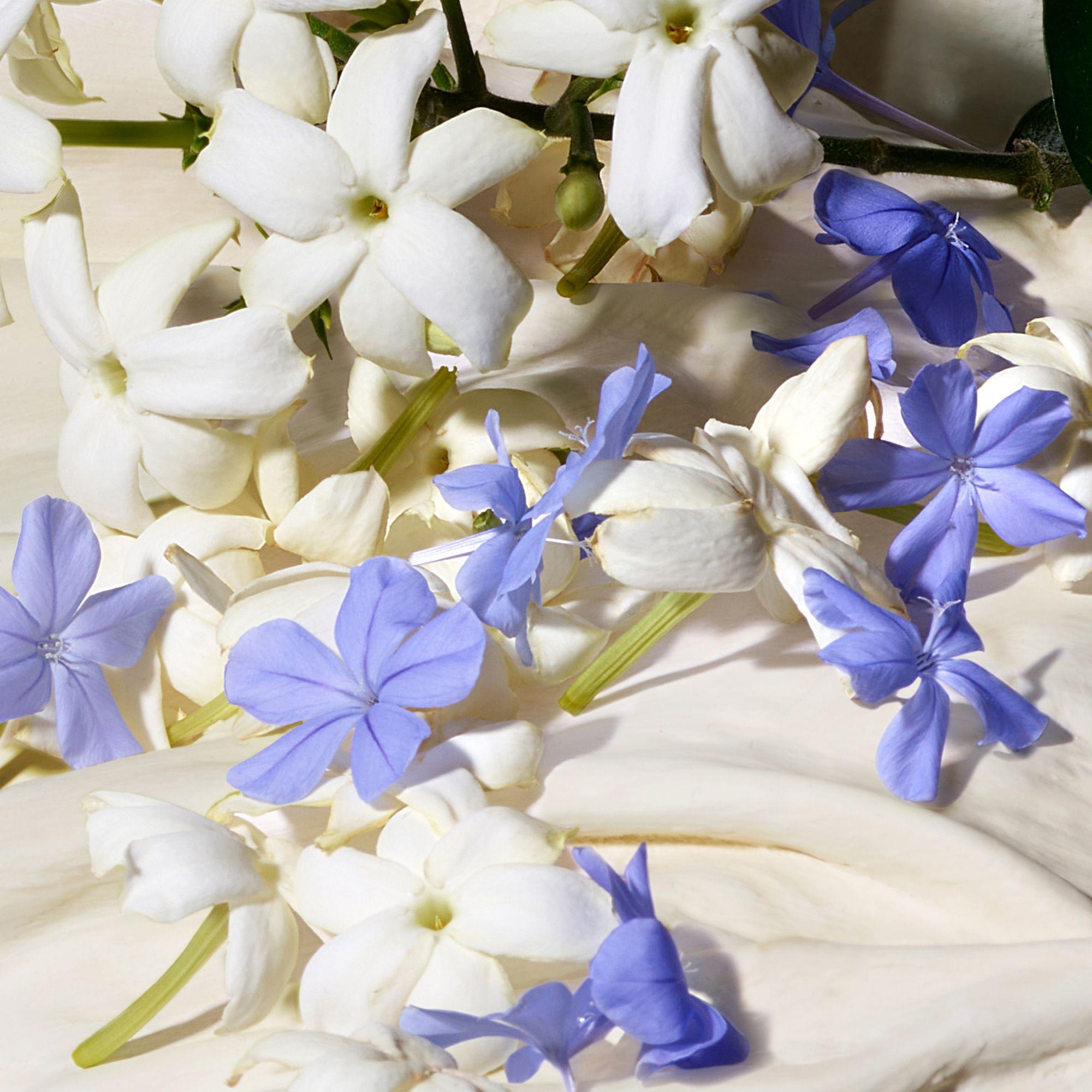 Produktbild DOLCE&GABBANA Dolce Blue Jasmine Eau de Parfum 6 von 9