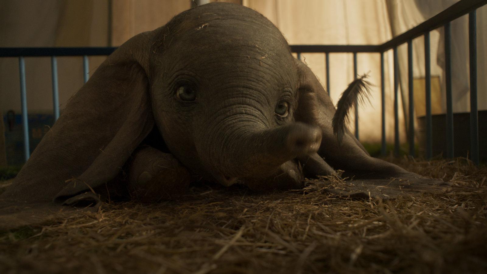 Produktbild Dumbo (Live-Action) 3 von 12