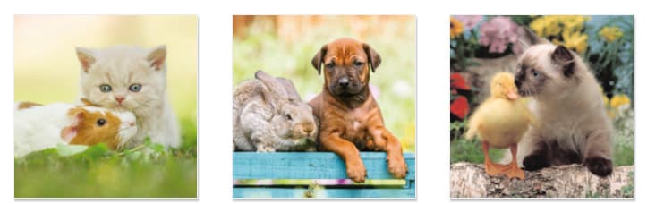 Produktbild Tierfreundschaften - Familientimer 2023 2 von 2