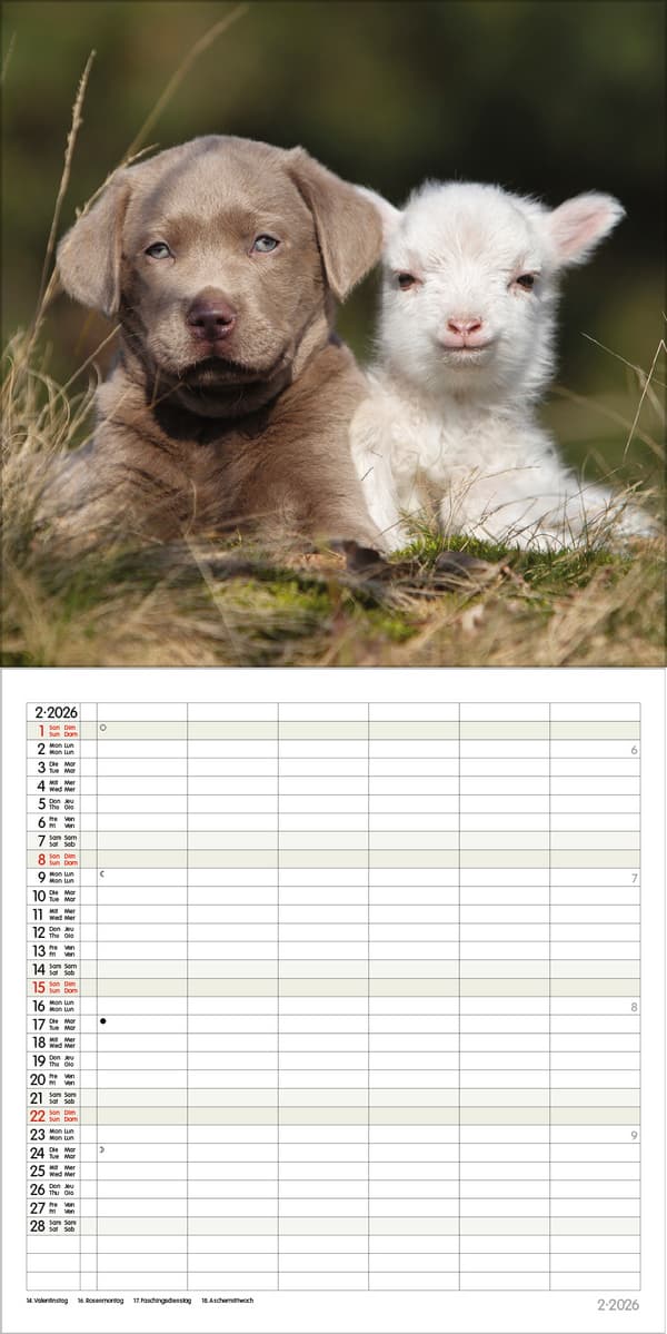 Produktbild Tierfreundschaften - Familientimer 2026 11 von 13
