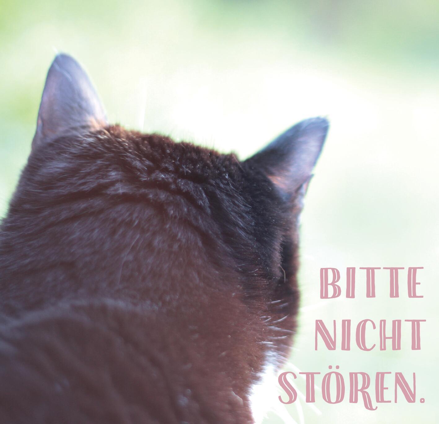 Produktbild Die ganze Wahrheit über deine Katze 4 von 6