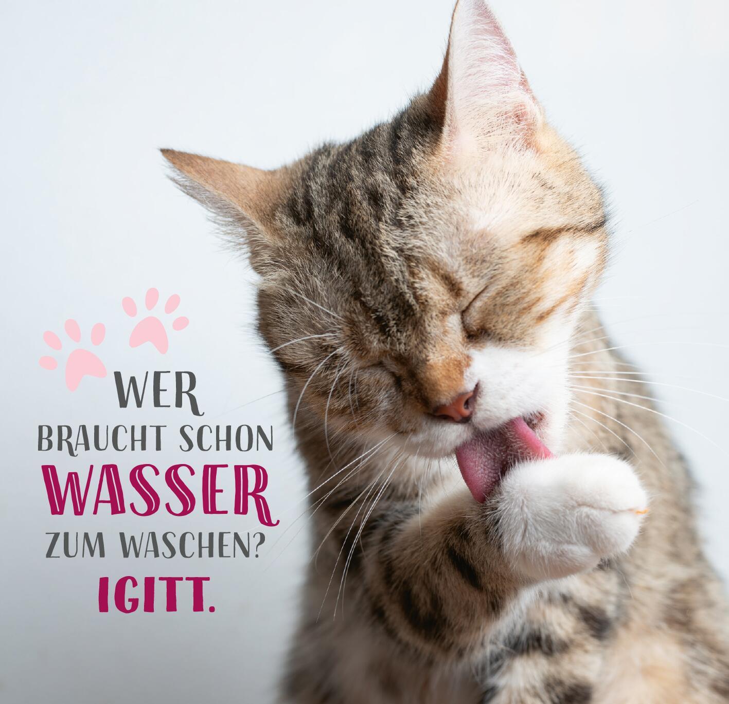 Produktbild Die ganze Wahrheit über deine Katze 5 von 6